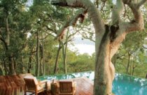 Ambiente com deck de madeira - Deck perfurado com árvore com piscina de borda infinita