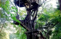 Modelo de Casa na Árvore - Casa na Árvore com Escada em Vários Patamares